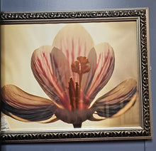 Load image into Gallery viewer, Framed Print &#39;Iris Bloom&quot;
