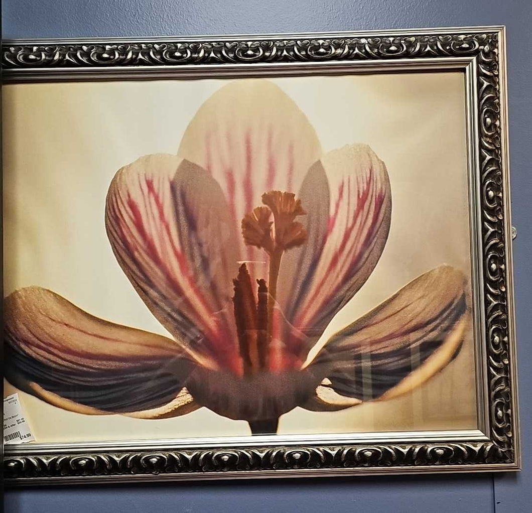 Framed Print 'Iris Bloom